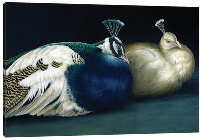 Peacocks Canvas Art Print - The Art of the Feather