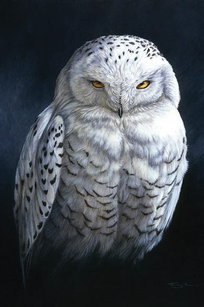 Traditional Décor: Spirit Of The North - Snowy Owl by Jeremy Paul