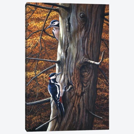 Great Spotted Woodpeckers Canvas Print #JYP75} by Jeremy Paul Art Print