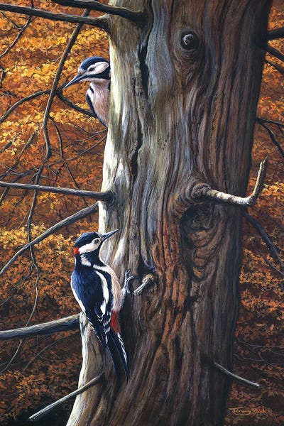 Tree Close-Ups: Great Spotted Woodpeckers by Jeremy Paul