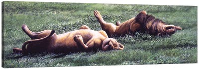 Synchronised Lions Canvas Art Print - Jeremy Paul