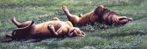 Jeremy Paul: Synchronised Lions by Jeremy Paul