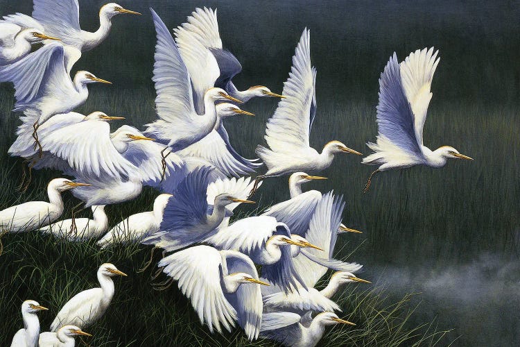 Flight Of Egrets