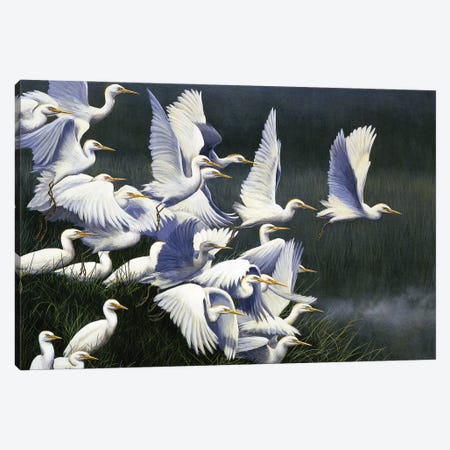 Flight Of Egrets Canvas Print #JYP77} by Jeremy Paul Art Print