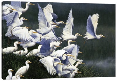 Flight Of Egrets Canvas Art Print - Jeremy Paul