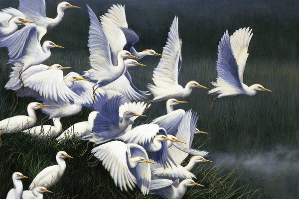 Egrets: Flight Of Egrets by Jeremy Paul