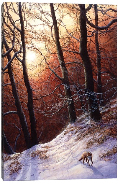 Winter Return - Fox Canvas Art Print - Rustic Winter