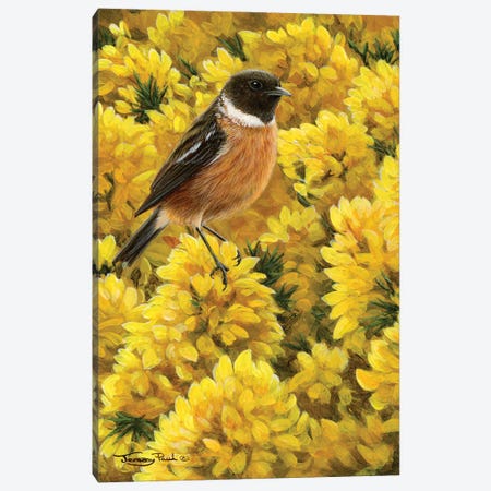 Stonechat And Gorse Canvas Print #JYP7} by Jeremy Paul Canvas Art