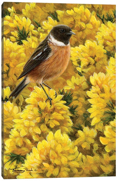 Stonechat And Gorse Canvas Art Print - Jeremy Paul