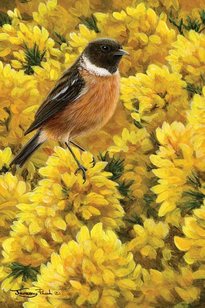 Jeremy Paul: Stonechat And Gorse by Jeremy Paul
