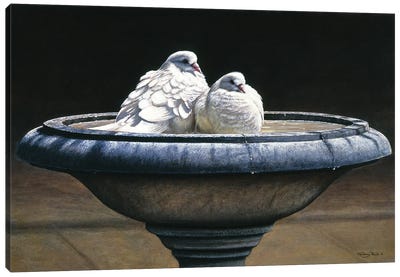 Bird Bath Canvas Art Print - Dove & Pigeon Art