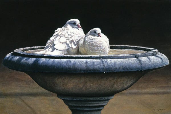 Doves & Pigeons: Bird Bath by Jeremy Paul