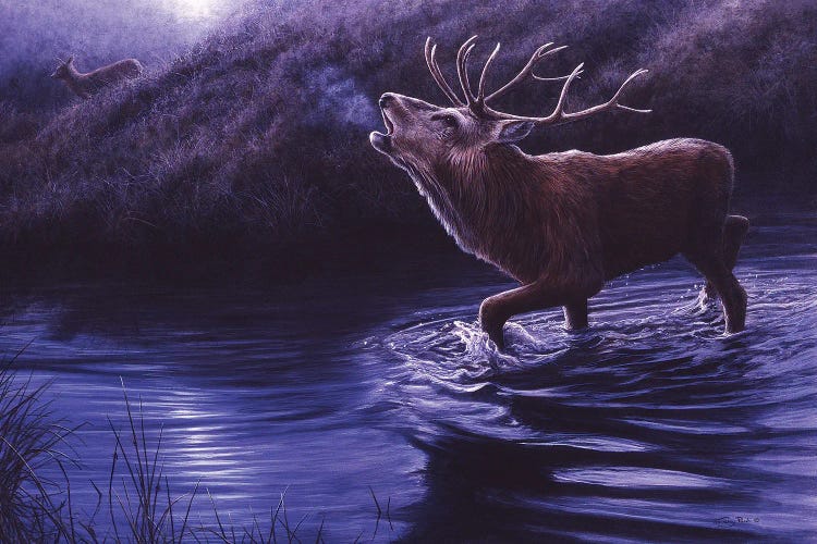 Moonlight Roar - Red Deer