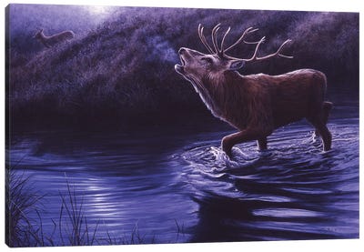 Moonlight Roar - Red Deer Canvas Art Print - Jeremy Paul