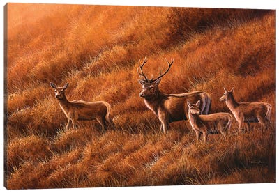 Autumn Hill - Stag And Hinds Canvas Art Print - Jeremy Paul