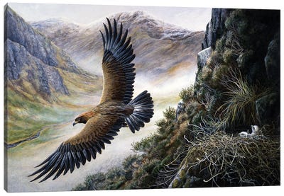 Golden Eagle Canvas Art Print - Jeremy Paul