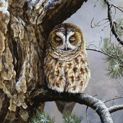 Half Asleep - Tawny Owl by Jeremy Paul framed wall art