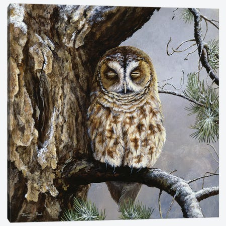 Half Asleep - Tawny Owl Canvas Print #JYP86} by Jeremy Paul Canvas Art