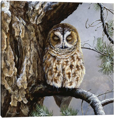 Half Asleep - Tawny Owl Canvas Art Print - Owl Art