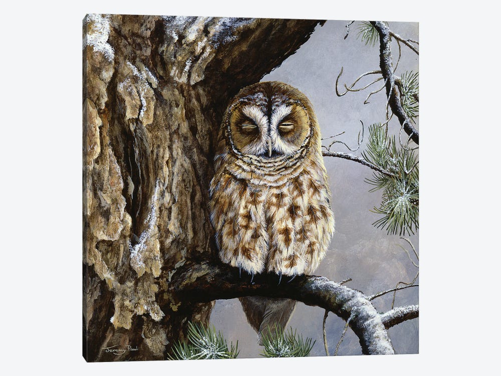 Half Asleep - Tawny Owl by Jeremy Paul 1-piece Canvas Print