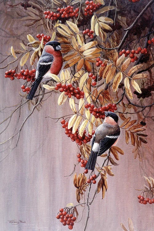 Bullfinches