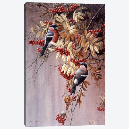 Bullfinches Canvas Print #JYP88} by Jeremy Paul Canvas Art Print