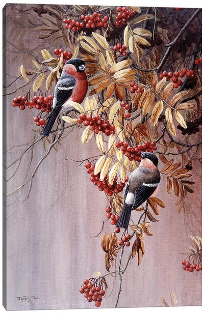 Bullfinches Canvas Art Print - Jeremy Paul