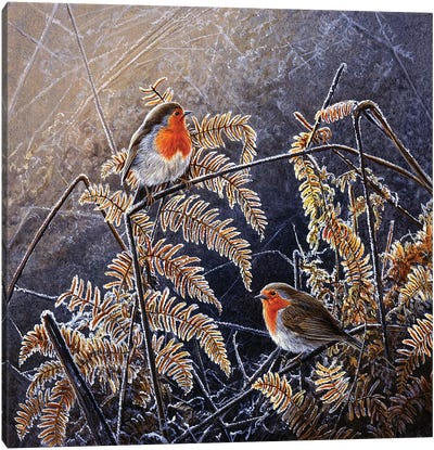 Frosted Gold - Robins Canvas Art Print - Robin Art