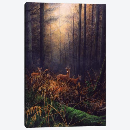 Autumn Mist - Roe Deer Canvas Print #JYP91} by Jeremy Paul Canvas Artwork