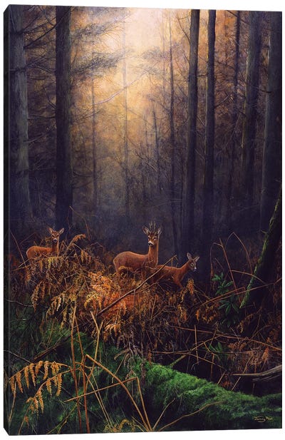Autumn Mist - Roe Deer Canvas Art Print - Jeremy Paul