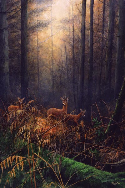 Jeremy Paul: Autumn Mist - Roe Deer by Jeremy Paul