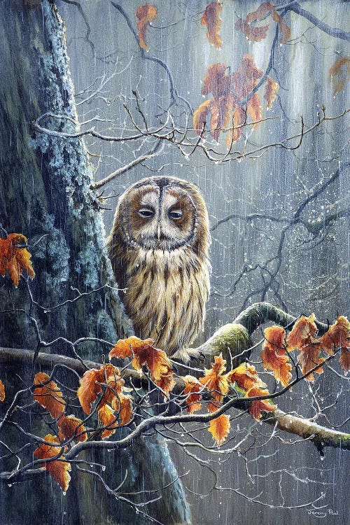 Sunshine And Showers - Tawny Owl