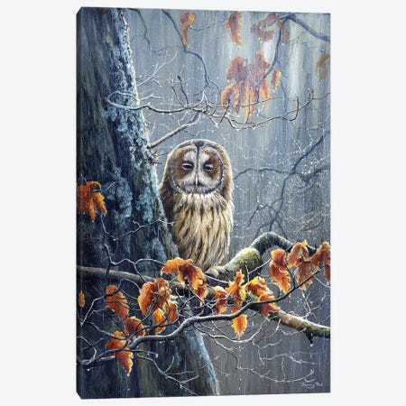 Sunshine And Showers - Tawny Owl Canvas Print #JYP93} by Jeremy Paul Canvas Artwork