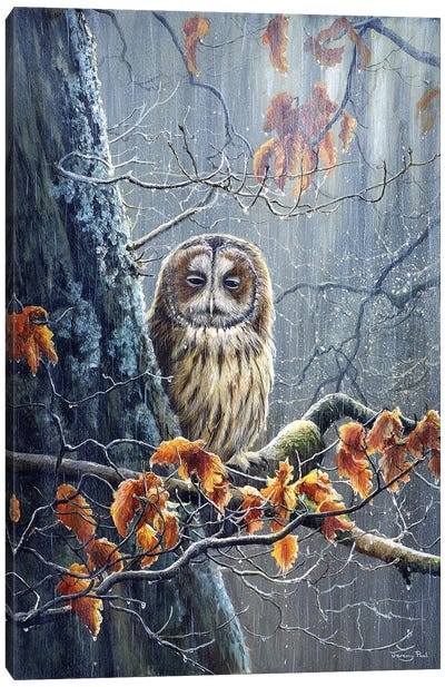Sunshine And Showers - Tawny Owl Canvas Art Print - Jeremy Paul