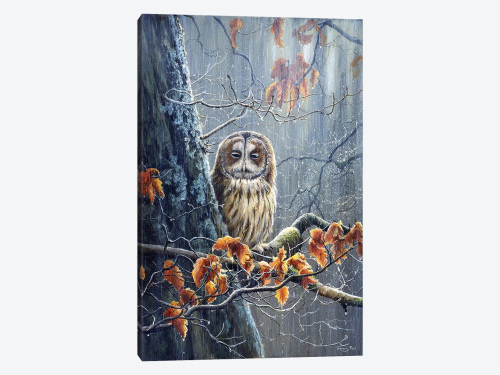 Sunshine And Showers - Tawny Owl by Jeremy Paul 1-piece Canvas Print