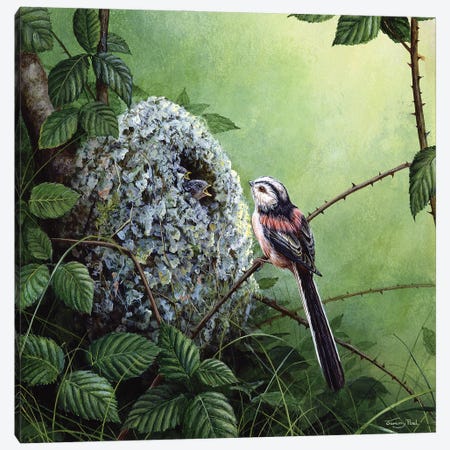 Long-Tailed Tit - At The Nest Canvas Print #JYP94} by Jeremy Paul Art Print