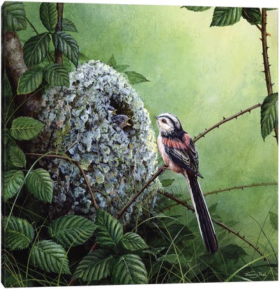 Long-Tailed Tit - At The Nest Canvas Art Print - Jeremy Paul