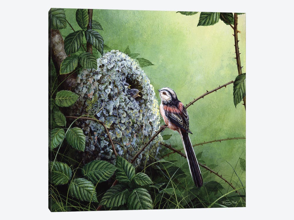 Long-Tailed Tit - At The Nest by Jeremy Paul 1-piece Canvas Art