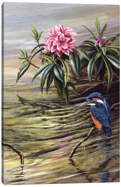 Kingfisher And Rhododendron Canvas Art Print - Kingfisher Art