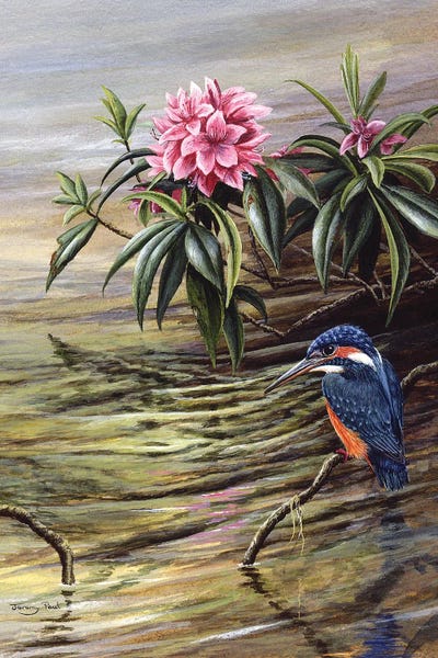 Kingfishers: Kingfisher And Rhododendron by Jeremy Paul