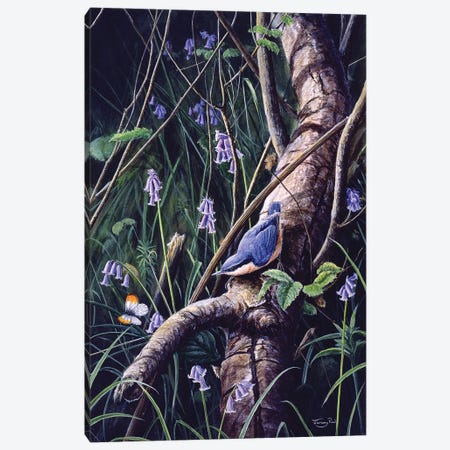 Spring Blues - Nuthatch Canvas Print #JYP97} by Jeremy Paul Canvas Art Print