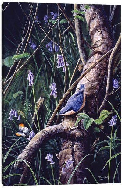 Spring Blues - Nuthatch Canvas Art Print - Jeremy Paul