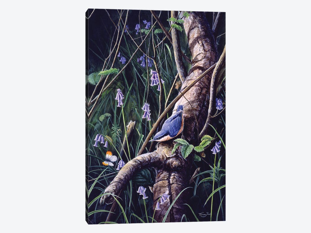 Spring Blues - Nuthatch by Jeremy Paul 1-piece Canvas Print