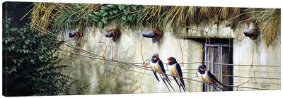 Old Thatch - Swallows Canvas Art Print