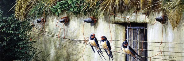 Martins & Swallows: Old Thatch - Swallows by Jeremy Paul
