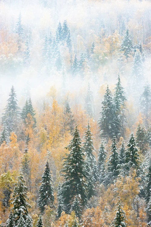 British Columbia, Canada. Early morning fog in a mixed tree forest, Wells Gray Provincial Park.