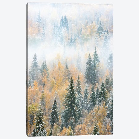 British Columbia, Canada. Early morning fog in a mixed tree forest, Wells Gray Provincial Park. Canvas Print #JZI12} by Judith Zimmerman Canvas Print