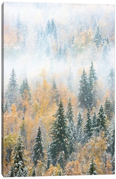 British Columbia, Canada. Early morning fog in a mixed tree forest, Wells Gray Provincial Park. Canvas Art Print
