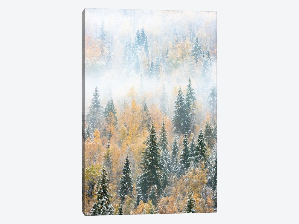British Columbia, Canada. Early morning fog in a mixed tree forest, Wells Gray Provincial Park. by Judith Zimmerman 1-piece Art Print
