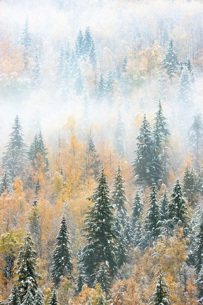 British Columbia: British Columbia, Canada. Early morning fog in a mixed tree forest, Wells Gray Provincial Park. by Judith Zimmerman